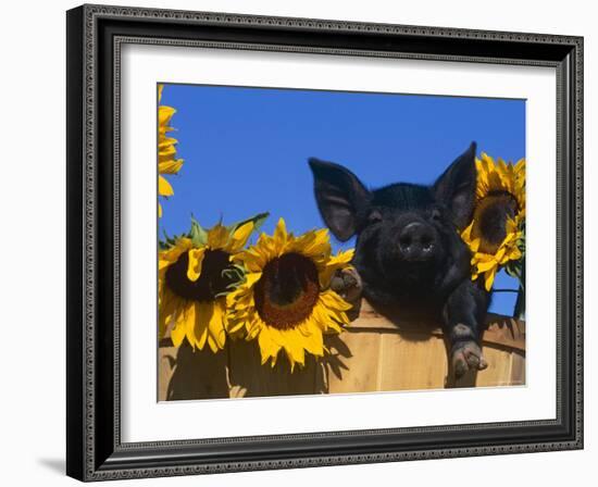 Domestic Piglet, Amongst Sunflowers, USA-Lynn M. Stone-Framed Photographic Print