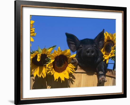 Domestic Piglet, Amongst Sunflowers, USA-Lynn M. Stone-Framed Photographic Print