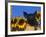 Domestic Piglet, Amongst Sunflowers, USA-Lynn M. Stone-Framed Photographic Print