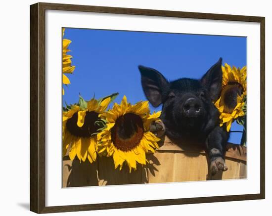 Domestic Piglet, Amongst Sunflowers, USA-Lynn M. Stone-Framed Photographic Print