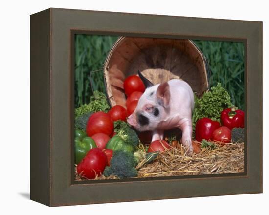 Domestic Piglet, Amongst Vegetables, USA-Lynn M. Stone-Framed Premier Image Canvas