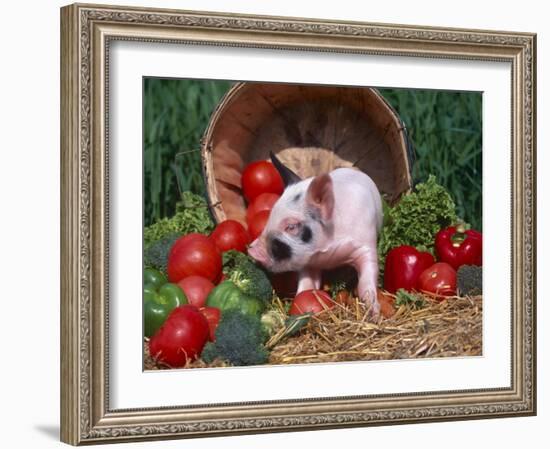 Domestic Piglet, Amongst Vegetables, USA-Lynn M. Stone-Framed Photographic Print