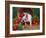 Domestic Piglet, Amongst Vegetables, USA-Lynn M. Stone-Framed Photographic Print