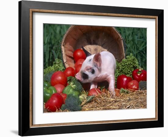 Domestic Piglet, Amongst Vegetables, USA-Lynn M. Stone-Framed Photographic Print