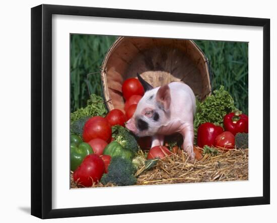 Domestic Piglet, Amongst Vegetables, USA-Lynn M. Stone-Framed Photographic Print