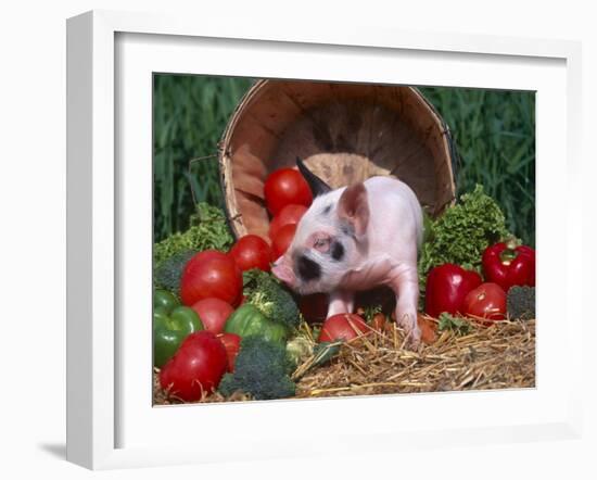 Domestic Piglet, Amongst Vegetables, USA-Lynn M. Stone-Framed Photographic Print