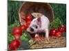 Domestic Piglet, Amongst Vegetables, USA-Lynn M. Stone-Mounted Photographic Print