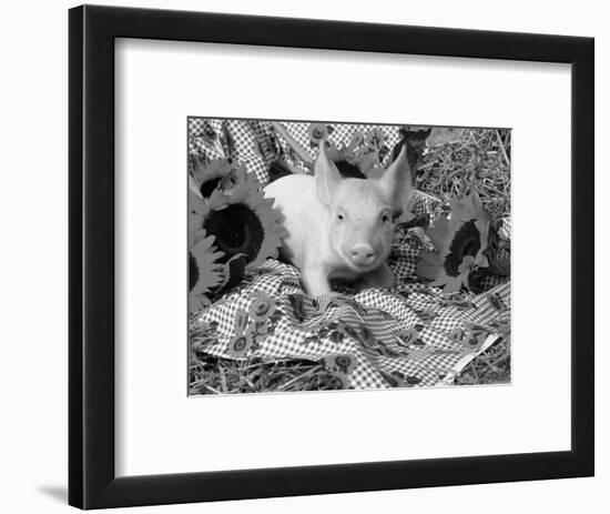Domestic Piglet and Sunflowers, USA-Lynn M. Stone-Framed Premium Photographic Print