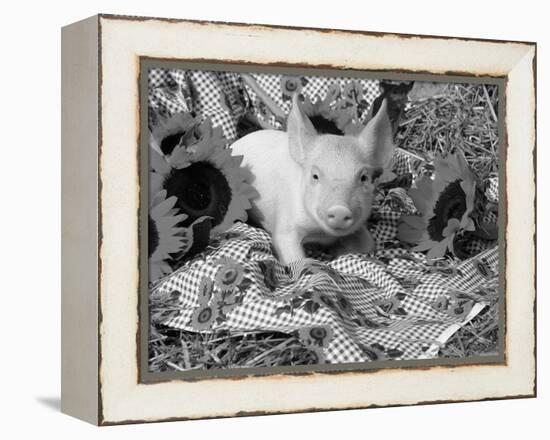 Domestic Piglet and Sunflowers, USA-Lynn M. Stone-Framed Premier Image Canvas