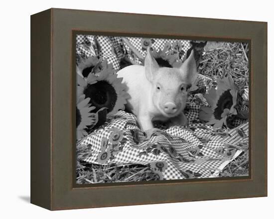 Domestic Piglet and Sunflowers, USA-Lynn M. Stone-Framed Premier Image Canvas