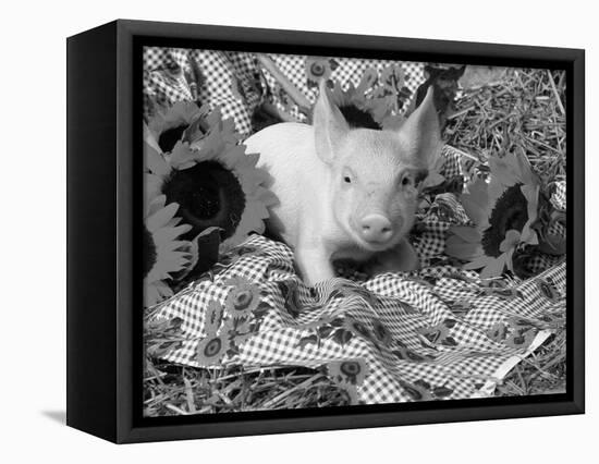 Domestic Piglet and Sunflowers, USA-Lynn M. Stone-Framed Premier Image Canvas