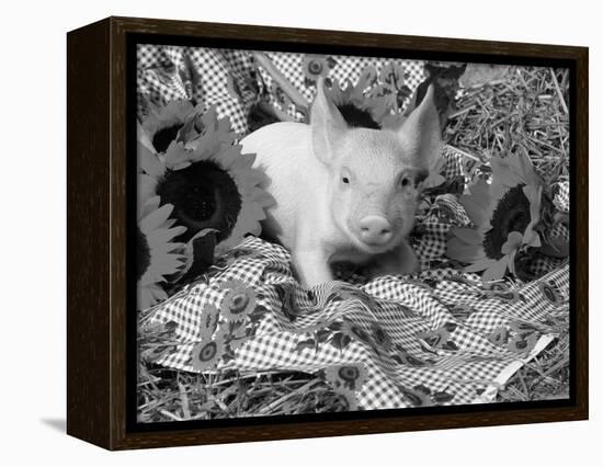 Domestic Piglet and Sunflowers, USA-Lynn M. Stone-Framed Premier Image Canvas