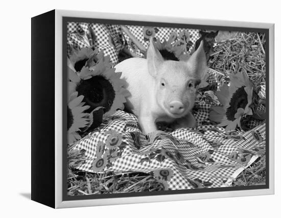 Domestic Piglet and Sunflowers, USA-Lynn M. Stone-Framed Premier Image Canvas