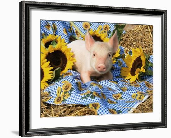 Domestic Piglet and Sunflowers, USA-Lynn M. Stone-Framed Photographic Print