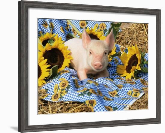 Domestic Piglet and Sunflowers, USA-Lynn M. Stone-Framed Photographic Print