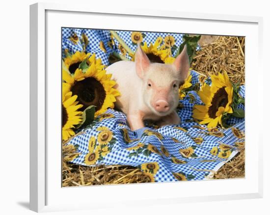 Domestic Piglet and Sunflowers, USA-Lynn M. Stone-Framed Photographic Print