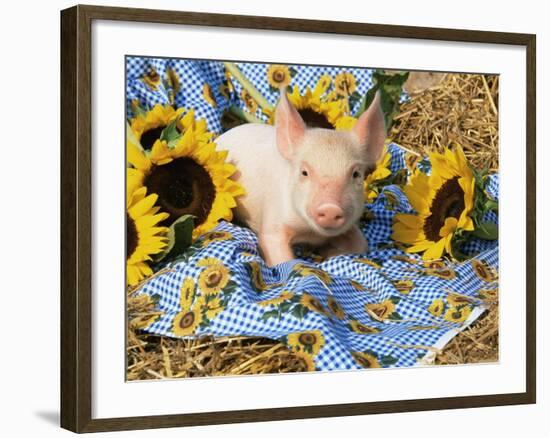 Domestic Piglet and Sunflowers, USA-Lynn M. Stone-Framed Photographic Print