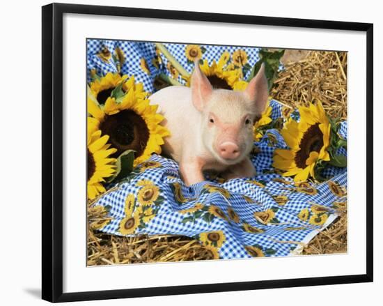 Domestic Piglet and Sunflowers, USA-Lynn M. Stone-Framed Photographic Print