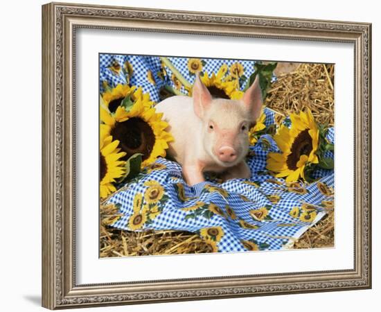 Domestic Piglet and Sunflowers, USA-Lynn M. Stone-Framed Photographic Print