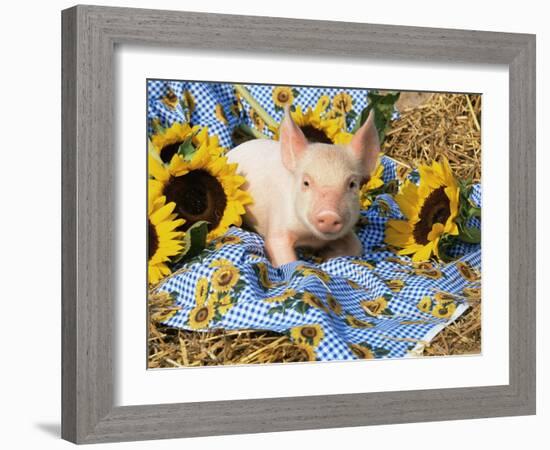 Domestic Piglet and Sunflowers, USA-Lynn M. Stone-Framed Photographic Print