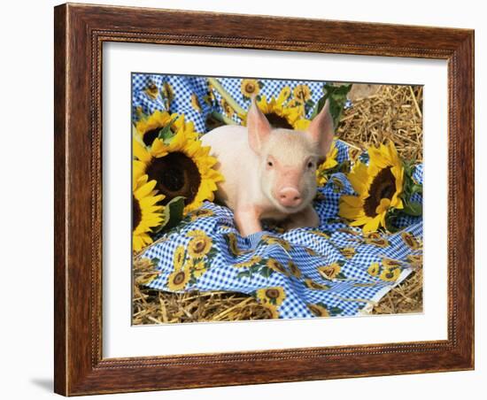 Domestic Piglet and Sunflowers, USA-Lynn M. Stone-Framed Photographic Print