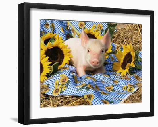 Domestic Piglet and Sunflowers, USA-Lynn M. Stone-Framed Photographic Print