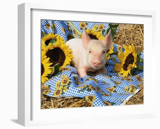 Domestic Piglet and Sunflowers, USA-Lynn M. Stone-Framed Photographic Print