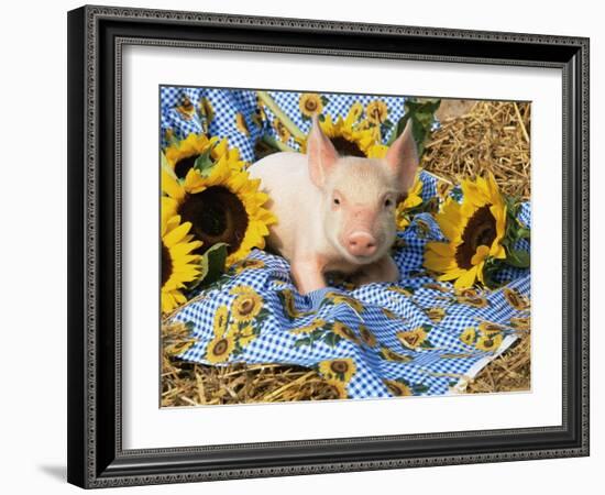 Domestic Piglet and Sunflowers, USA-Lynn M. Stone-Framed Photographic Print