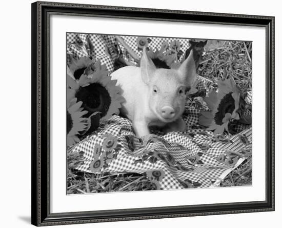 Domestic Piglet and Sunflowers, USA-Lynn M. Stone-Framed Photographic Print