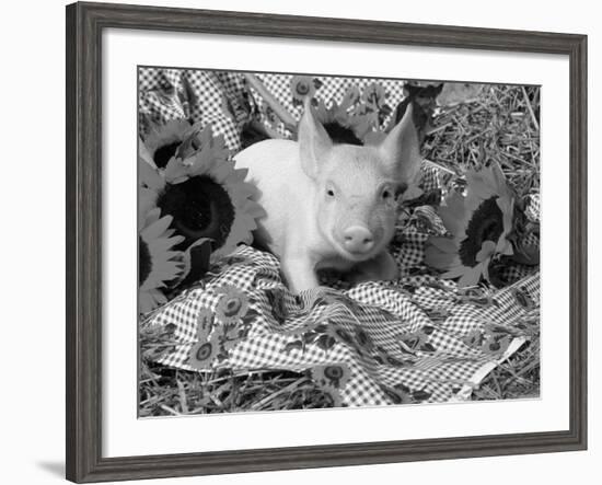 Domestic Piglet and Sunflowers, USA-Lynn M. Stone-Framed Photographic Print