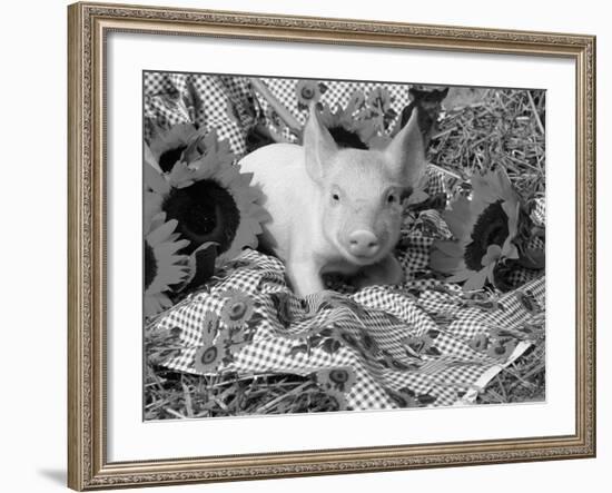 Domestic Piglet and Sunflowers, USA-Lynn M. Stone-Framed Photographic Print