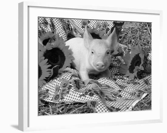 Domestic Piglet and Sunflowers, USA-Lynn M. Stone-Framed Photographic Print