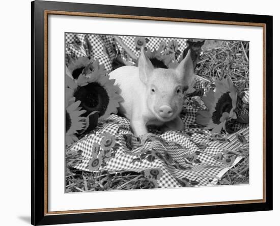 Domestic Piglet and Sunflowers, USA-Lynn M. Stone-Framed Photographic Print