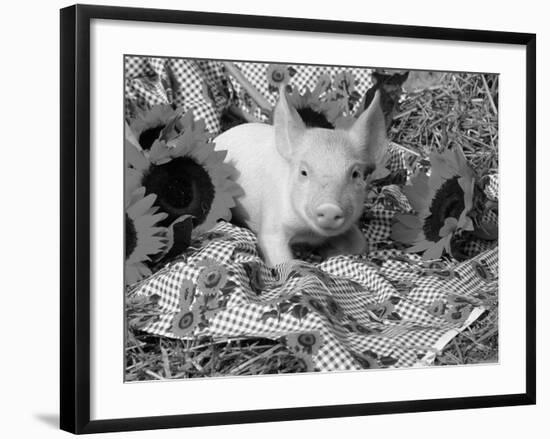 Domestic Piglet and Sunflowers, USA-Lynn M. Stone-Framed Photographic Print