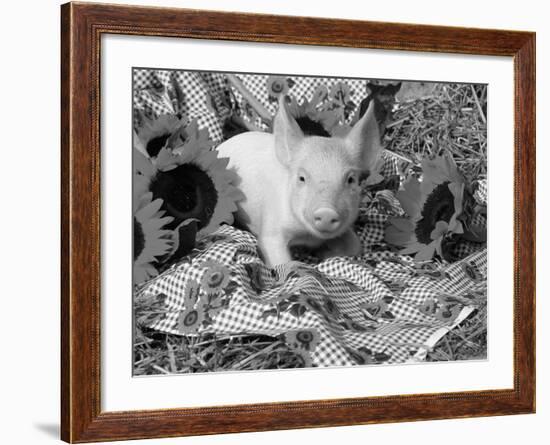 Domestic Piglet and Sunflowers, USA-Lynn M. Stone-Framed Photographic Print