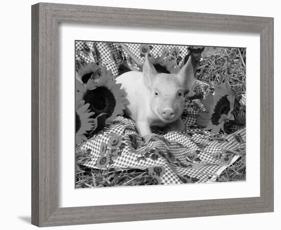 Domestic Piglet and Sunflowers, USA-Lynn M. Stone-Framed Photographic Print