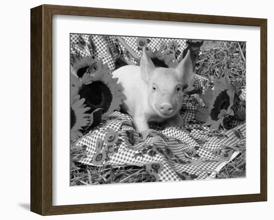 Domestic Piglet and Sunflowers, USA-Lynn M. Stone-Framed Photographic Print