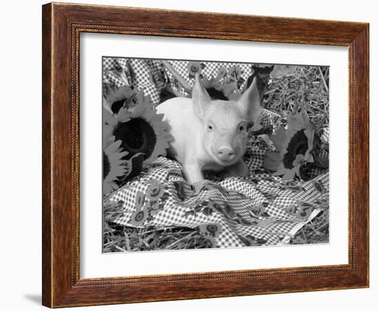 Domestic Piglet and Sunflowers, USA-Lynn M. Stone-Framed Photographic Print