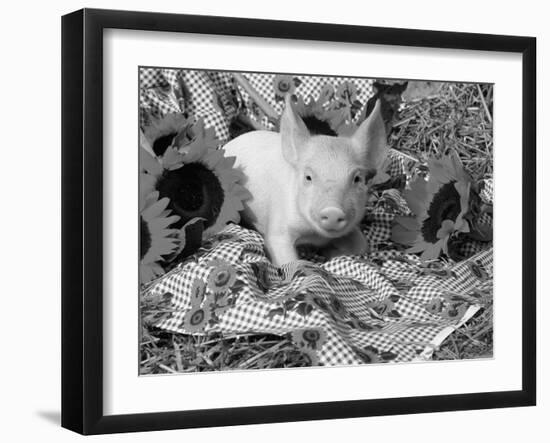 Domestic Piglet and Sunflowers, USA-Lynn M. Stone-Framed Photographic Print