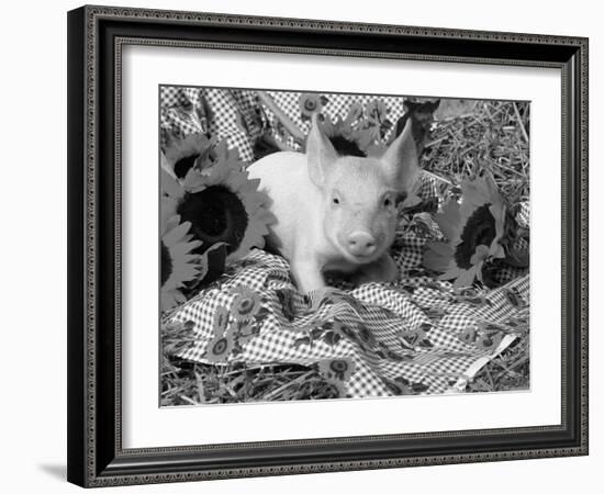 Domestic Piglet and Sunflowers, USA-Lynn M. Stone-Framed Photographic Print