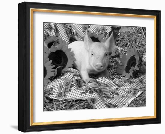 Domestic Piglet and Sunflowers, USA-Lynn M. Stone-Framed Photographic Print