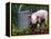 Domestic Piglet Beside Watering Can, USA-Lynn M. Stone-Framed Premier Image Canvas