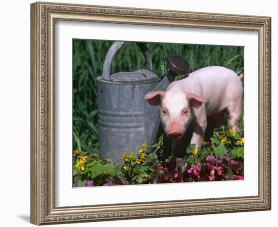 Domestic Piglet Beside Watering Can, USA-Lynn M. Stone-Framed Photographic Print