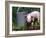 Domestic Piglet Beside Watering Can, USA-Lynn M. Stone-Framed Photographic Print