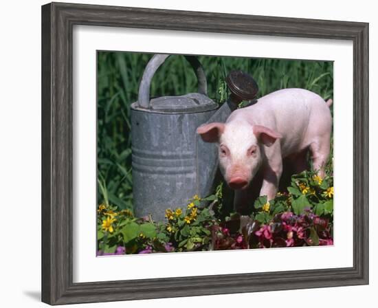 Domestic Piglet Beside Watering Can, USA-Lynn M. Stone-Framed Photographic Print