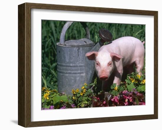 Domestic Piglet Beside Watering Can, USA-Lynn M. Stone-Framed Photographic Print