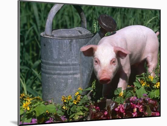 Domestic Piglet Beside Watering Can, USA-Lynn M. Stone-Mounted Photographic Print