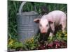 Domestic Piglet Beside Watering Can, USA-Lynn M. Stone-Mounted Photographic Print