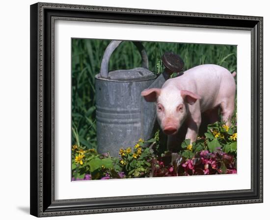 Domestic Piglet Beside Watering Can, USA-Lynn M. Stone-Framed Photographic Print