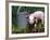 Domestic Piglet Beside Watering Can, USA-Lynn M. Stone-Framed Photographic Print